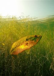 freshwater bass , south africa . d70 and fisheye, ambient... by Gregory Grant 